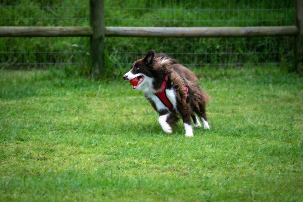 Ein Hund hat beim Spielen im Park viel Spaß