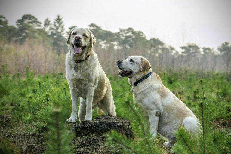 Zwei weiße Hunde in der Dogville Betreuung sitzen liebevoll im Feld